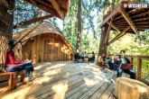 Microsoft Treehouses, Microsoft Treehouses, microsoft builds treehouse office for its employees, Houses at rs 32