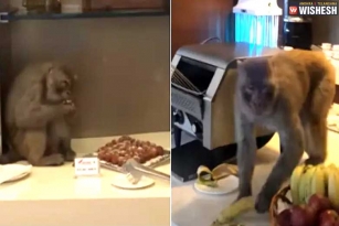 Monkey enjoys buffet at Air India lounge in Delhi