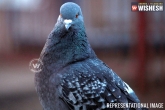 Mysterious pigeon in Gujarat, Mysterious pigeon in Gujarat, mysterious pigeon was seen with a chip and arabic script, Bic