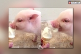 fun, fun, watch naughty pig eats ice cream, Pig