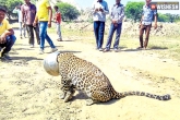 Viral videos, Panther's head stuck in water pot, viral panther s head stuck in water pot, Stuck