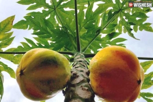 Benefits of Papaya leaf juice