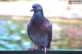 Tamil Nadu bus conductor, Tamil Nadu bus conductor pigeon, tamil nadu bus conductor fined for not issuing ticket to a pigeon, Pig
