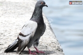Weird facts, Pigeon, pigeon as a pakistan messenger, Pig