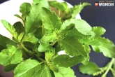 Tulasi leaves richness, Tulasi leaves disadvantages, nine powerful benefits because of tulasi leaves, Leave up
