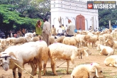 slaughter, cow, prevent animal slaughter on bakrid dcp, Bakrid