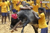 Prime Minister Narendra Modi, Marina Beach, protesters demand promulgation of jallikattu ordinance panneerselvam meets pm modi, Jallikattu