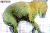 Bowenpally, stray dog, two puppies burnt alive by watchman in hyderabad, Burn