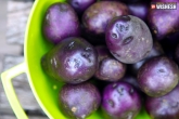 Purple potatoes consumption can limit the spread of cancer, Purple potatoes consumption can limit the spread of cancer, purple potatoes can prevent the spread of colon cancer, Consumption