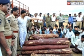 Tirupati, smuggler, eight red sander smuggler arrested, Logs