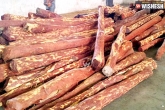 Arrest, Smuggling, 395 red sanders logs seized in tirupati, Smuggling rs 1 2 cr