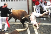 Bull run, Pampalona, running bulls a blood sport, Bulls