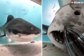 Shark underwater, Shark underwater, viral video a shark swallows the camera of a photographer, Viral