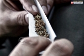 Marijuana, Marijuana, shocking facts of weed smoking, No smoking