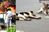 Burnt, Dogs, 50 stray dogs poisoned and burnt in chennai, Burnt