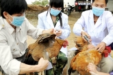 H5N2, Bird flu, suspicion of bird flu epidemic high, Suspicion