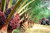Oil Palm Cultivation, Oil Palm Cultivation Telangana news, telangana government to promote oil palm cultivation, Oil