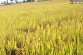 Telangana paddy yield news, Telangana paddy yield, telangana to get record paddy yield this year, Us farming