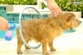 dog, woof washer 360, trendy way to wash the dog, Be trendy