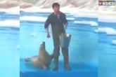 Seal asking for food latest, Seal asking for food, an adorable video of seal asking for food is breaking the internet, Viral videos