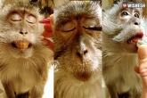 Monkey makeover, Monkey makeover, video why should girls have all the makeup, Lips