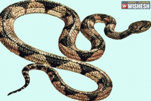 Telangana Woman Grinds Snake, Makes Chutney Accidentally