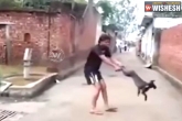 youth, Spin, youth spins dog video goes viral on social media, Chandi