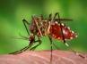 Hemorrhagic fever, dengue cases, dengue and household prevention methods, Dengue