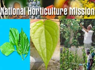 Financial assistance for betel leaf cultivation under NHM: Rawat