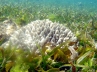 University of Western Australia Oceans Institute., Sex promotes seagrass, sex promotes seagrass which acts as carbon sink, Professor gary kendrick