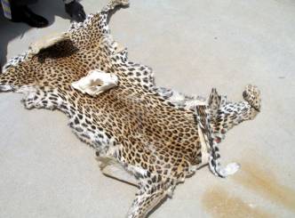 Leopard skin costing Rs. 4 lakh seized!