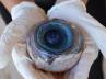 Florida beach, Swordfish, the giant eyeball belonged to a swordfish, Eyeball