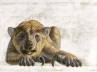 megafauna, megafauna, human hunting led to australian beasts extinct, Beast