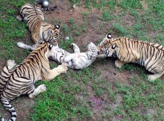 Cub attacked and eaten by tigers