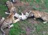 three Bengal tigers, tigers killed pub, cub attacked and eaten by tigers, Three bengal tigers