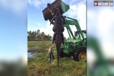 alligator florida, big alligator found in farms, massive alligator caught in florida, Alligator