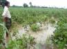 unseasonal rains killed farmers, heavy rainfall damaged crops in andhra pradesh, unseasonal rain killed three people in a p, Seasonal