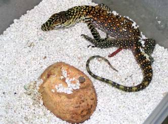 The world&#039;s largest lizards have been born in Indonesia zoo...