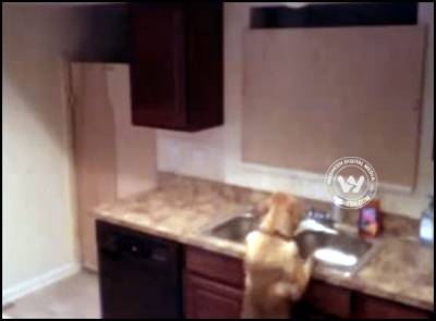 Hidden cameras catch dog&#039;s secret escape route