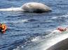 Shark, Giant whale, slideshow mammoth bryde whale washed ashore, Shark washed ashore