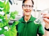Tobacco plants, sci tech news, tobacco goes from villain to biofuel hero, Sci tech