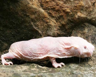 Brain cells survival to be studied from Mole rats
