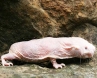 Mole rats, Mole rats, brain cells survival to be studied from mole rats, Biologist thomas park