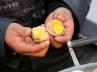 Zhejiang province, Dongyang, china urine soaked eggs tasty treat for spring, Eggs