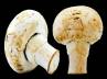 eating mushrooms, magic, mushroom helps us defeat cancer, Fungi