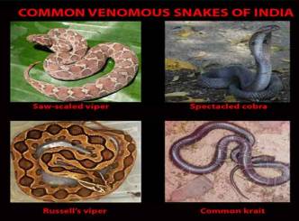 Killing venom can be life saving drugs