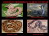 snake, life saving drugs, killing venom can be life saving drugs, Venom