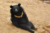 not bears, viral videos, adopted bears mistaking them to be puppies, Dogs