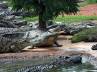 Rakwena Crocodile Farm, floodgates, 15 000 crocodiles escaped from farm, Reptiles
