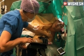 viral videos, surgery, watch man sings and talks during his brain surgery, Brain